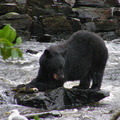 Bear With Salmon