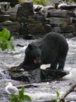 Bear With Salmon