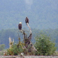 Bald Eagles