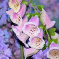 Foxglove
