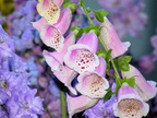 Foxglove