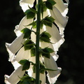 White Foxglove
