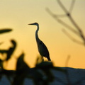 Heron at Sunset