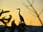 Heron at Sunset