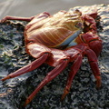 Sally Lightfoot Crab