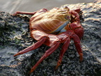 Sally Lightfoot Crab