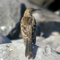 Mockingbird