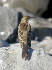 Mockingbird