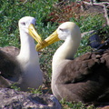 Albatross