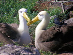 Albatross