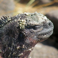 Galapagos Marine Iguana