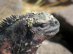 Galapagos Marine Iguana