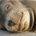 Sleeping Sea Lion