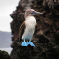 Blue-footed Booby