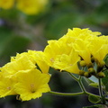 Rare Blossoms