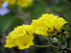 Rare Blossoms