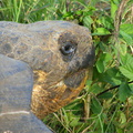 Galapagos Tortoise