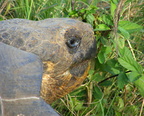 Galapagos Tortoise