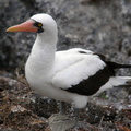 Nazca Booby