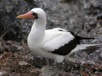 Nazca Booby
