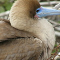 Nesting Red-Footed Booby