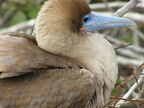 Nesting Red-Footed Booby