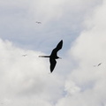 Frigate Flight