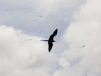 Frigate Flight