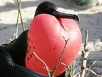 Frigate Bird
