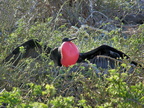 Frigate Bird