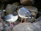 Swallowtail Gulls