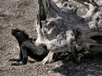 Marine Iguana and Driftwood