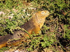 Land Iguana