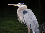Blue Heron