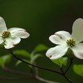 Dogwood