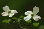 Dogwood