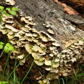 Multi-color Shell Fungus