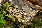 Multi-color Shell Fungus