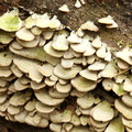 Shell Fungus
