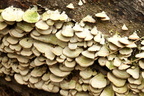 Shell Fungus