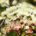 Pink and White
