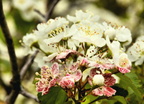 Pink and White