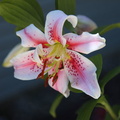 Mona Lisa Lily