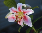 Mona Lisa Lily