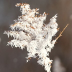 Hoar Frost Fan