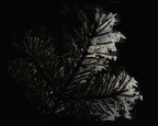 Frost