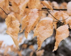 Soft Seasons