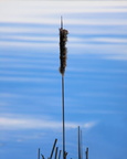 Winter's Tail