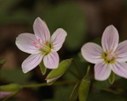 Spring Beauty