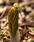 May Apple Sprout